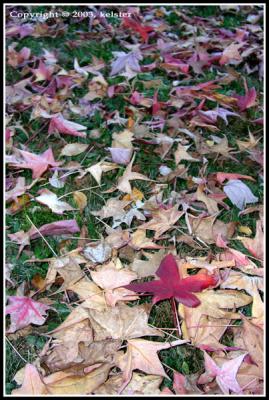 u36/kelster/medium/23631782.FallFoliage.jpg