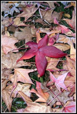 Fall-Leaf