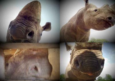Rhinos.