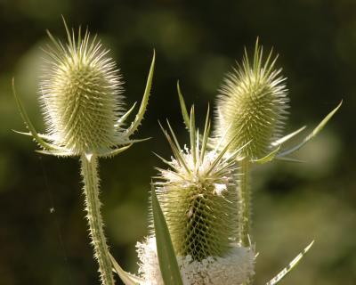 Thistle