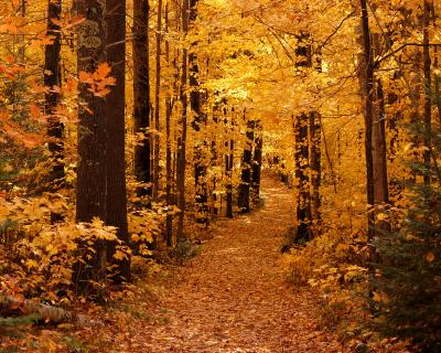 Fall Trees