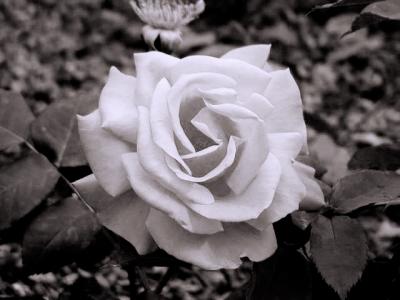 rose.jpg