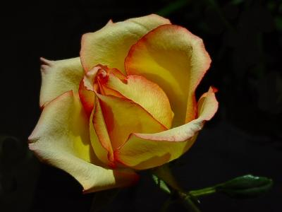 Yellow Rose    8181