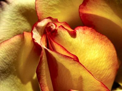 Yellow Rose  macro  8181