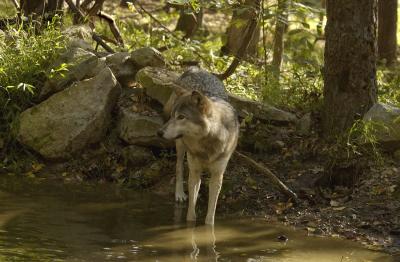 At the Water Hole