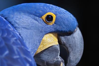 Hyacith Macaw - Jazz