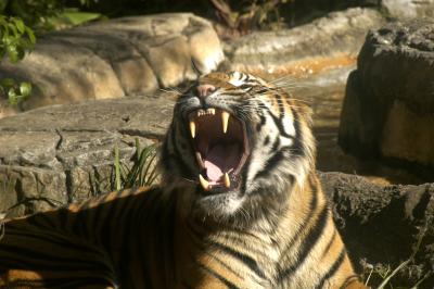 Tiger growl.jpg