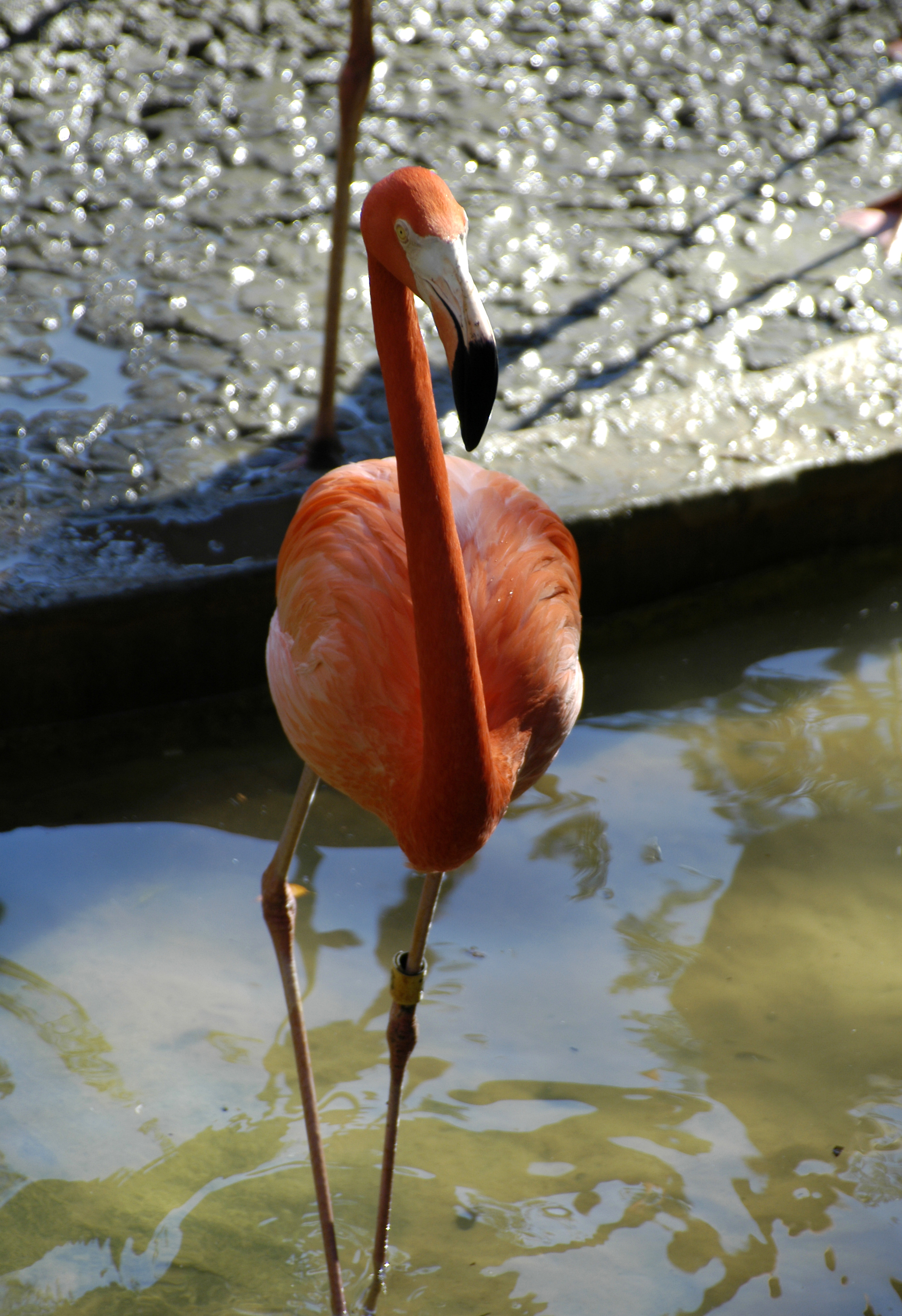 Flamingo.jpg