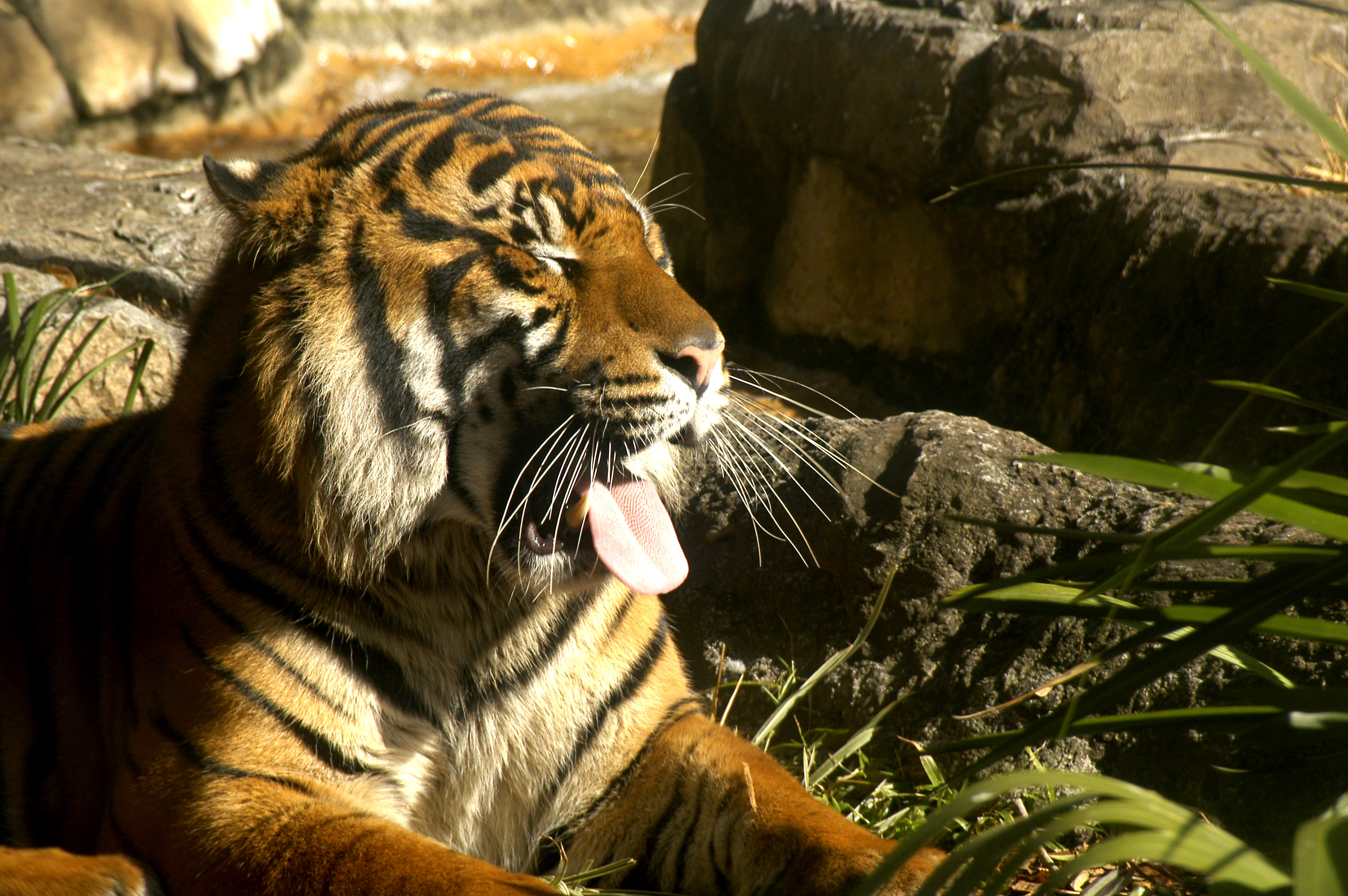 Tiger 3a.jpg