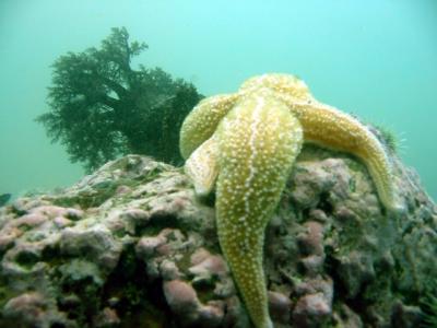 Sea Cucumber & Sea Star