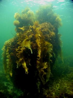 A boulder covered in kelp