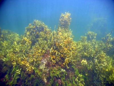 And More kelp