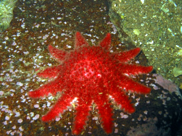 Red Spiny Sunstar