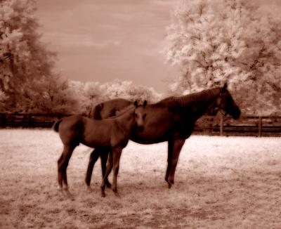 horses81.jpg