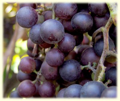 grapes5771.jpg