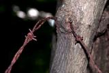 Barbed Wire