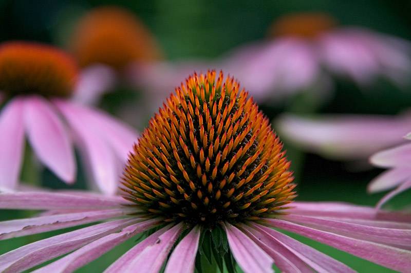 Coneflower