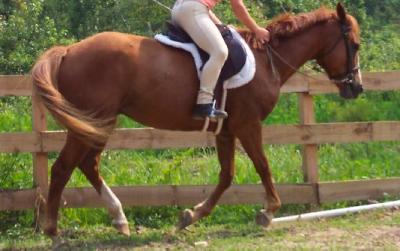 Transition between troting and cantering