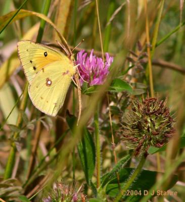 Sulphur Butterfly(PieridaeFamily)