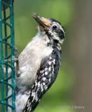 Young Hairy Woodpecker (Picoides villosus )