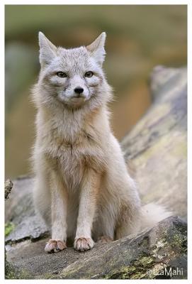 Corsac fox