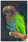 Hawk headed parrot
