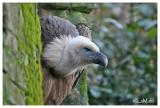 Eurasian griffon vulture