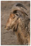 Barbary sheep