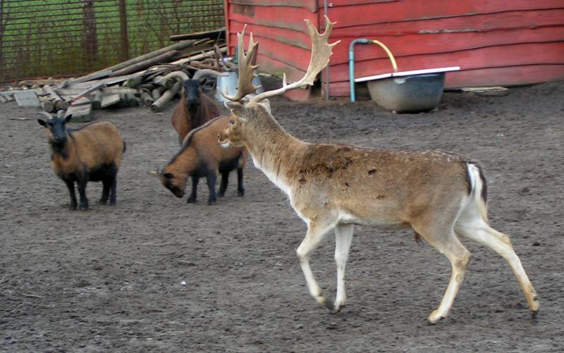 deer5