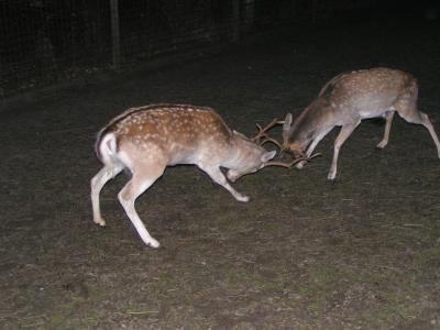 Deer-action2