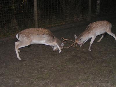 deer-action1