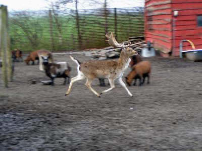 running deer