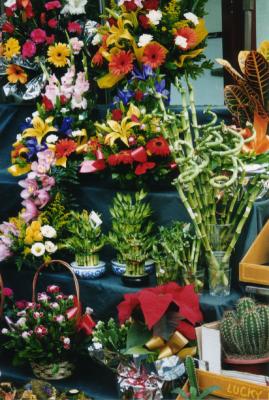 u36/laras/medium/23466197.LaRamblaGarden2.jpg