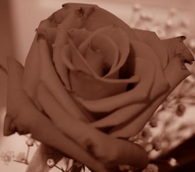 And Yet Another Rose