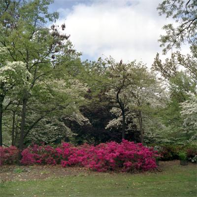 Woodward Park in Springtime