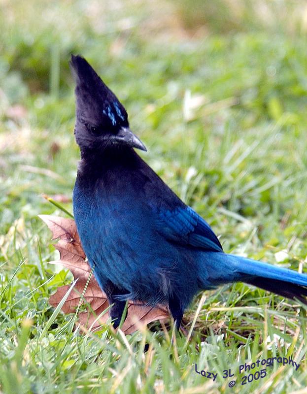 Stellar Jay