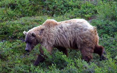 Grizzly in Denali