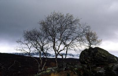 Norway019_Scenery_Telemarken.jpg
