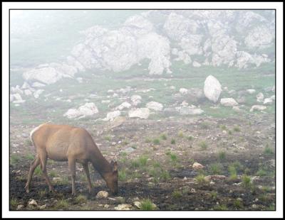 Deer on the Mountain