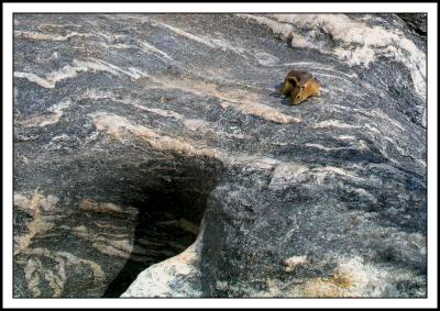Squirrel on a Rock