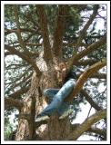 Morgan Climbing