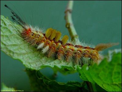 chenille sur menthe