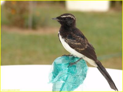 willie wagtail