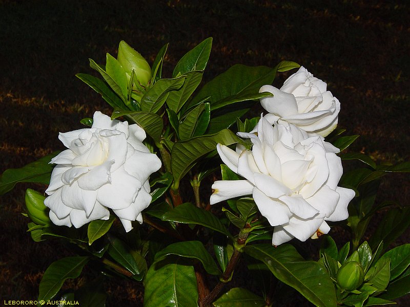 gardnias - gardenia