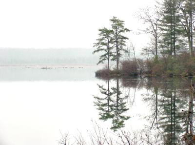 u36/lecook/medium/23473295.evergreens6740033v2.jpg