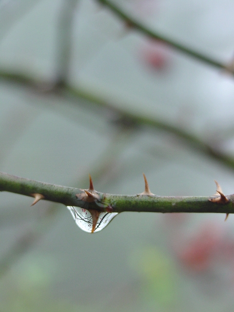 rosehips in a drip