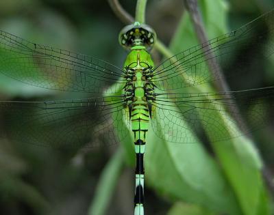 Eastern Pondhawk (Female)