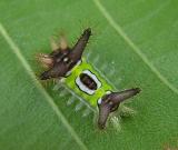 Saddleback Caterpillar Moth