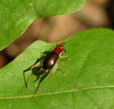 Red-headed Bush Cricket