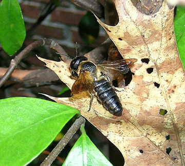 Sculptured Resin Bee